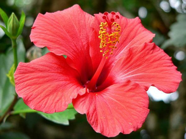 Duplex Hibiscus Leilighet Sainte-Clotilde Eksteriør bilde